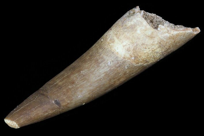 Fossil Plesiosaur (Zarafasaura) Tooth - Morocco #81920